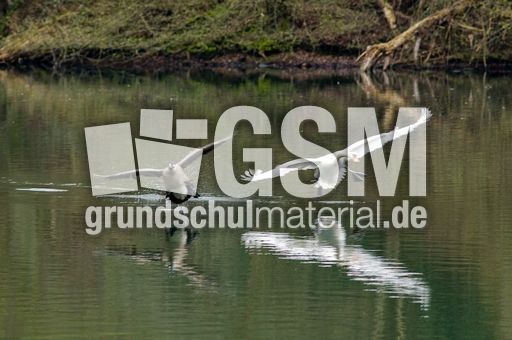 Höckerschwan (1 von 11).jpg